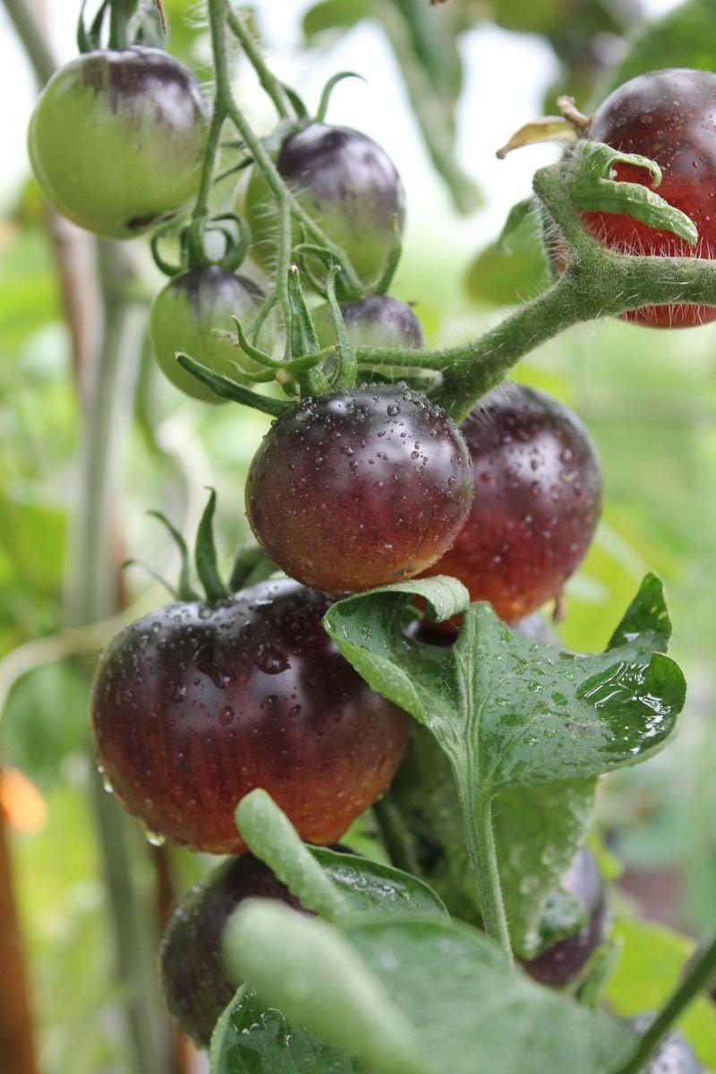 Frisches, unbehandeltes Gemüse aus eigenem Anbau