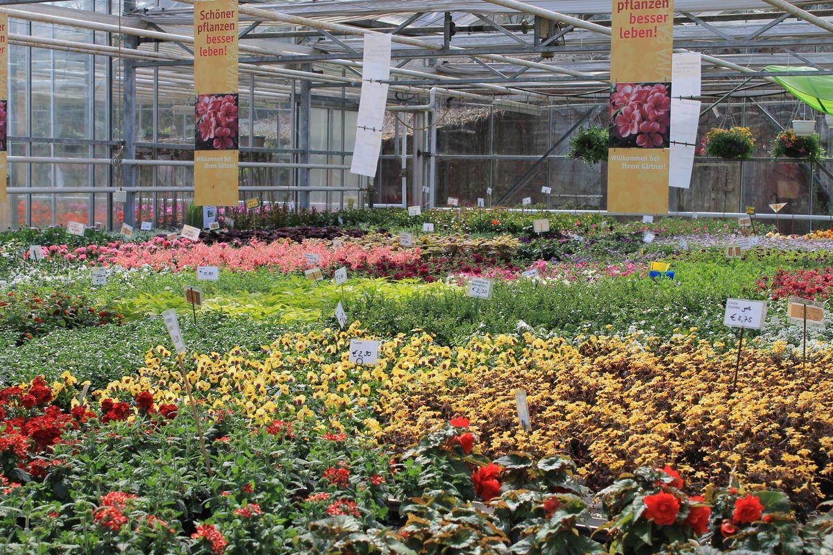 Farbenfrohe Sommerblumen für Balkon und Garten