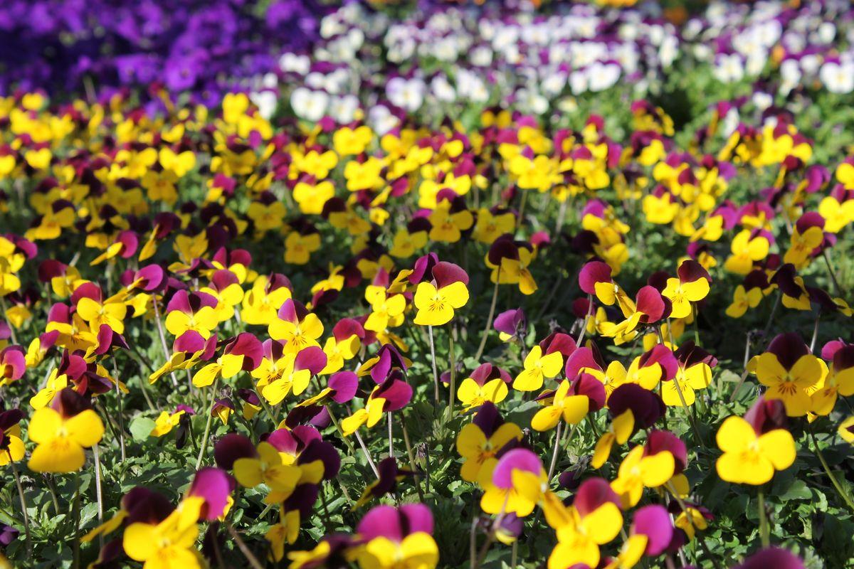 Bunte Stiefmütterchen und robuste Frühjahrsblüher
